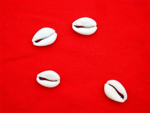 The Cowries of the luck